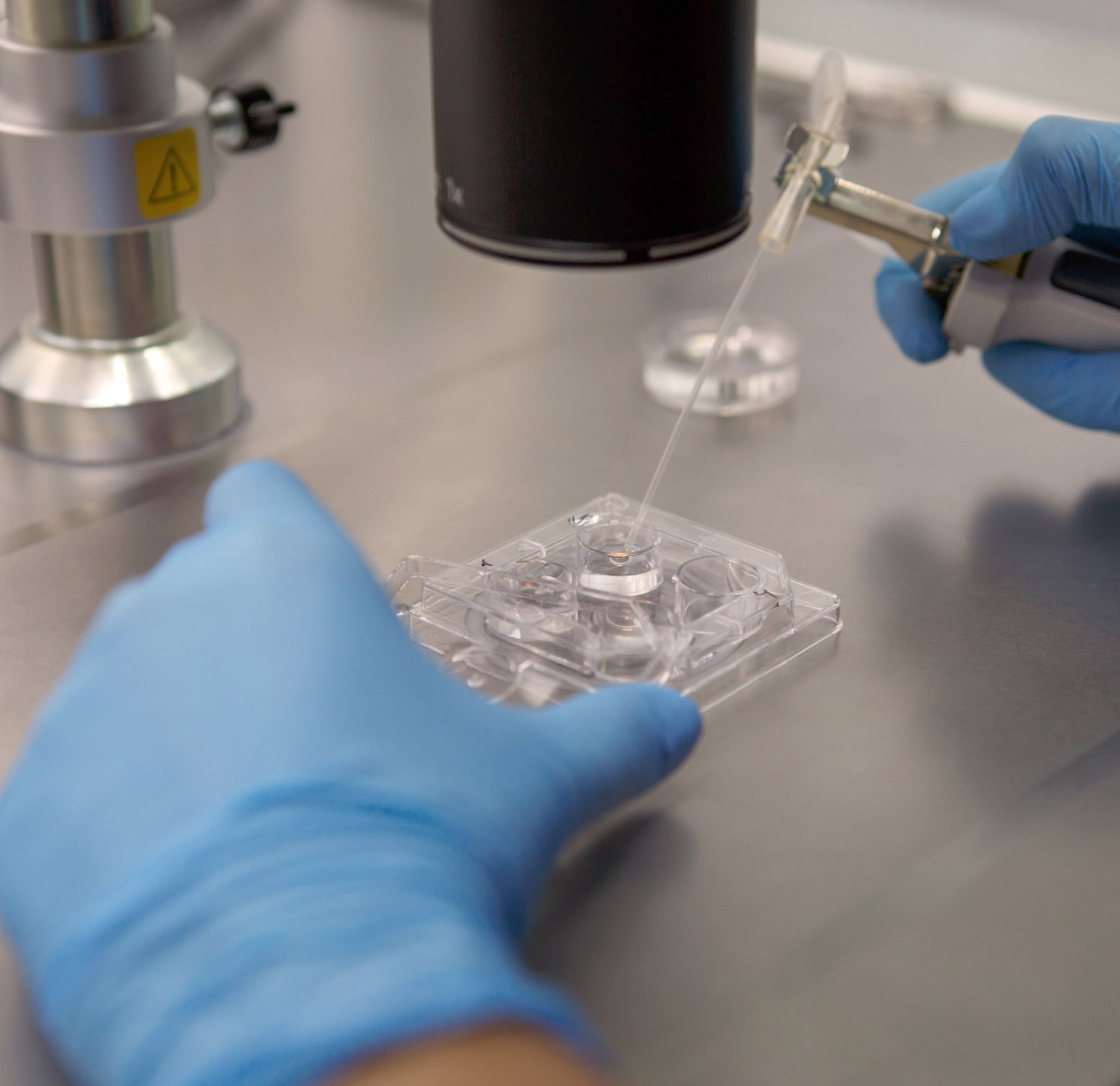 Gloved Hands with Egg Sample